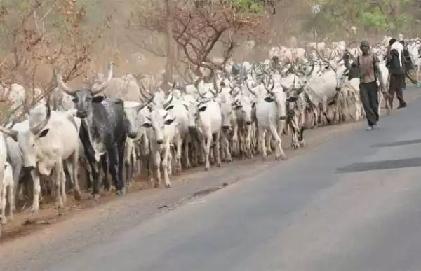 Cattle rustlers raid Niger community, kill six
